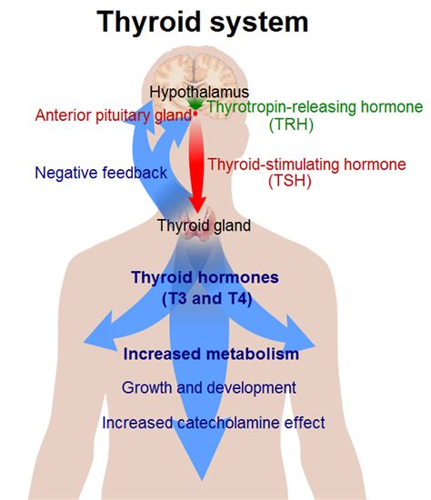sell what does the thyroid regulate